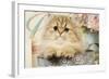 Persian Kitten-null-Framed Photographic Print