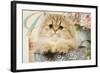 Persian Kitten-null-Framed Photographic Print