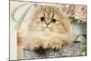 Persian Kitten-null-Mounted Photographic Print