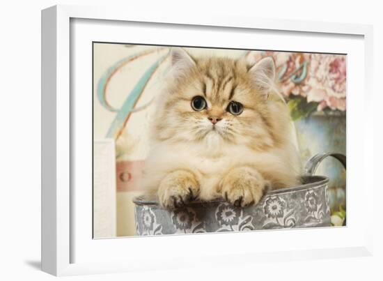 Persian Kitten-null-Framed Photographic Print