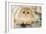 Persian Kitten-null-Framed Photographic Print