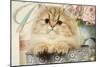 Persian Kitten-null-Mounted Photographic Print