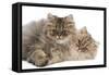 Persian Kittens in Studio-null-Framed Stretched Canvas