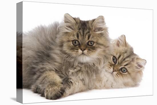 Persian Kittens in Studio-null-Stretched Canvas