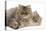 Persian Kittens in Studio-null-Stretched Canvas