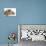 Persian Kittens in Studio-null-Photographic Print displayed on a wall