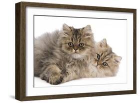 Persian Kittens in Studio-null-Framed Photographic Print
