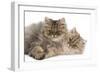 Persian Kittens in Studio-null-Framed Photographic Print