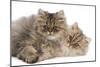 Persian Kittens in Studio-null-Mounted Photographic Print