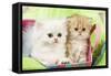 Persian Kittens-null-Framed Stretched Canvas