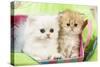 Persian Kittens-null-Stretched Canvas