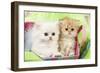 Persian Kittens-null-Framed Photographic Print