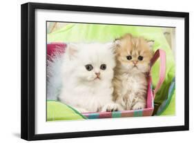 Persian Kittens-null-Framed Photographic Print