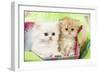 Persian Kittens-null-Framed Photographic Print