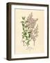 Persian Lilac Vintage Flowers-null-Framed Art Print