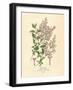 Persian Lilac Vintage Flowers-null-Framed Art Print