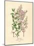 Persian Lilac Vintage Flowers-null-Mounted Art Print