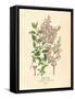 Persian Lilac Vintage Flowers-null-Framed Stretched Canvas