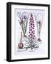 Persian Lily and Irises, from 'Hortus Eystettensis', by Basil Besler (1561-1629), Pub. 1613 (Hand C-German School-Framed Giclee Print