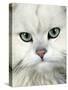 Persian (Long-Haired) Portrait of a Chinchilla Male Domestic Cat-Jane Burton-Stretched Canvas