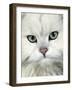 Persian (Long-Haired) Portrait of a Chinchilla Male Domestic Cat-Jane Burton-Framed Photographic Print