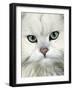 Persian (Long-Haired) Portrait of a Chinchilla Male Domestic Cat-Jane Burton-Framed Photographic Print