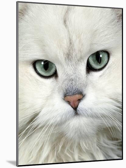 Persian (Long-Haired) Portrait of a Chinchilla Male Domestic Cat-Jane Burton-Mounted Photographic Print