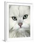 Persian (Long-Haired) Portrait of a Chinchilla Male Domestic Cat-Jane Burton-Framed Photographic Print