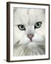 Persian (Long-Haired) Portrait of a Chinchilla Male Domestic Cat-Jane Burton-Framed Photographic Print