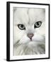 Persian (Long-Haired) Portrait of a Chinchilla Male Domestic Cat-Jane Burton-Framed Photographic Print