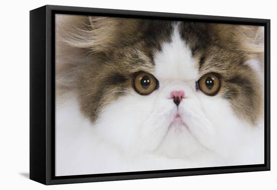 Persian Mackerel Tabby in Studio Close-Up of Face-null-Framed Stretched Canvas