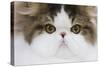 Persian Mackerel Tabby in Studio Close-Up of Face-null-Stretched Canvas