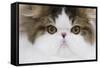 Persian Mackerel Tabby in Studio Close-Up of Face-null-Framed Stretched Canvas