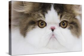 Persian Mackerel Tabby in Studio Close-Up of Face-null-Stretched Canvas