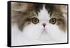 Persian Mackerel Tabby in Studio Close-Up of Face-null-Framed Stretched Canvas