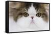 Persian Mackerel Tabby in Studio Close-Up of Face-null-Framed Stretched Canvas