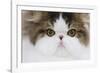 Persian Mackerel Tabby in Studio Close-Up of Face-null-Framed Photographic Print