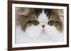 Persian Mackerel Tabby in Studio Close-Up of Face-null-Framed Photographic Print