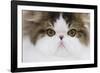 Persian Mackerel Tabby in Studio Close-Up of Face-null-Framed Photographic Print