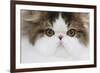 Persian Mackerel Tabby in Studio Close-Up of Face-null-Framed Photographic Print