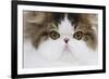 Persian Mackerel Tabby in Studio Close-Up of Face-null-Framed Photographic Print