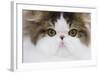 Persian Mackerel Tabby in Studio Close-Up of Face-null-Framed Photographic Print