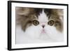 Persian Mackerel Tabby in Studio Close-Up of Face-null-Framed Photographic Print