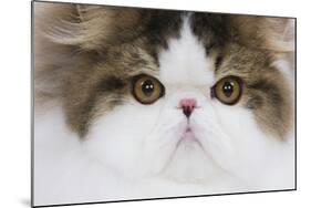 Persian Mackerel Tabby in Studio Close-Up of Face-null-Mounted Photographic Print