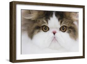 Persian Mackerel Tabby in Studio Close-Up of Face-null-Framed Photographic Print