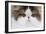 Persian Mackerel Tabby in Studio Close-Up of Face-null-Framed Photographic Print