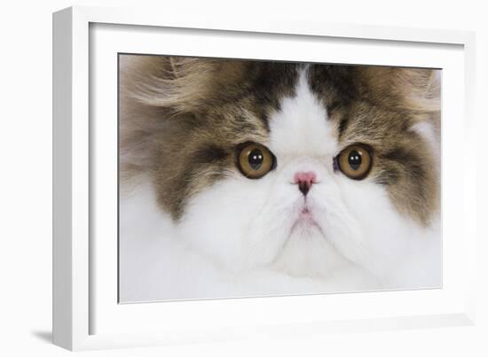 Persian Mackerel Tabby in Studio Close-Up of Face-null-Framed Photographic Print