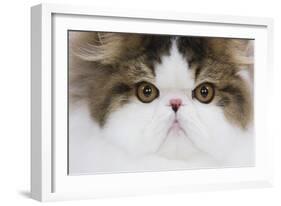 Persian Mackerel Tabby in Studio Close-Up of Face-null-Framed Photographic Print