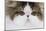 Persian Mackerel Tabby in Studio Close-Up of Face-null-Mounted Photographic Print