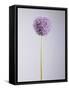 Persian onion-null-Framed Stretched Canvas